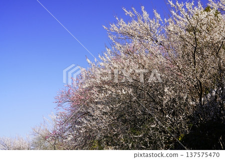 廣橋梅樹林春景，梅花盛開。 137575470