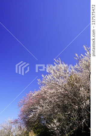 廣橋梅樹林春景,梅花盛開。 廣橋梅樹林春景,梅花盛開。 137575472