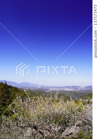 廣橋梅樹林春景,梅花盛開。 廣橋梅樹林春景,梅花盛開。 137575473