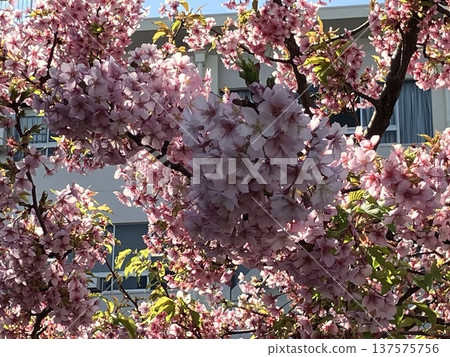 Kawazu cherry blossoms at Tsurumi Sojiji Temple in Yokohama, past their peak 137575756