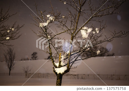 Cherry trees and a fantastic night view on a winter night with snow falling steadily Cherry trees and a fantastic night view on a winter night with snow falling steadily 137575758