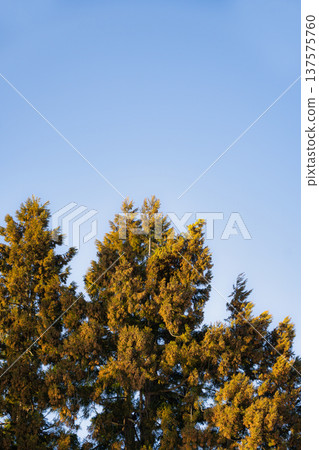 Warm sunlight streaming into the forest at dusk, and the shadows of the trees stretching out Warm sunlight streaming into the forest at dusk, and the shadows of the trees stretching out 137575760