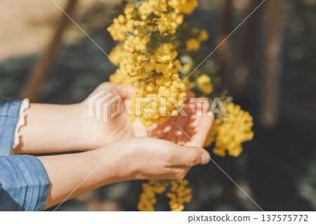 Spring light reflecting the shadow of mimosa flowers on the palm of your hand Spring light reflecting the shadow of mimosa flowers on the palm of your hand 137575772