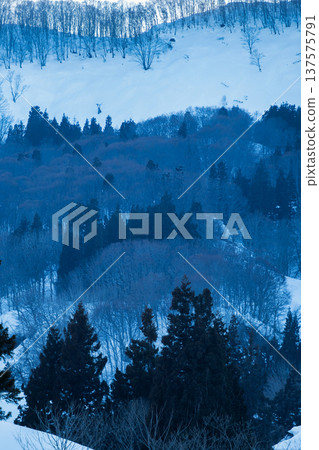 A silvery white forest and a fantastic snowy landscape illuminated by the soft evening light at the end of winter A silvery white forest and a fantastic snowy landscape illuminated by the soft evening light at the end of winter 137575791