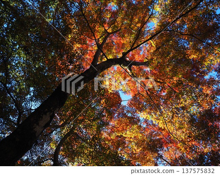Momige looking up Momige looking up 137575832