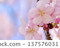 Kawazu cherry blossoms bathed in spring sunlight 137576031