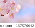Kawazu cherry blossoms to announce the arrival of spring 137576042