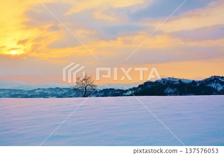 清晨，雪峠峠的雪原上空一片白雪皚皚。 137576053