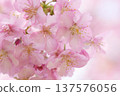 Kawazu cherry blossoms to announce the arrival of spring 137576056