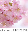 Kawazu cherry blossoms bathed in spring sunlight 137576091