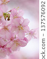 Kawazu cherry blossoms bathed in spring sunlight 137576092