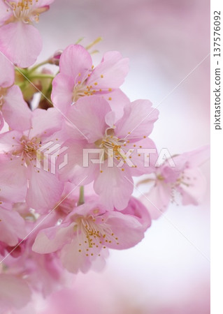 Kawazu cherry blossoms bathed in spring sunlight 137576092