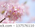 Kawazu cherry blossoms bathed in spring sunlight 137576110