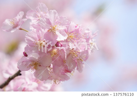 Kawazu cherry blossoms bathed in spring sunlight 137576110