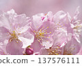 Kawazu cherry blossoms bathed in spring sunlight 137576111