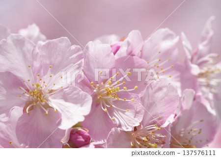 Kawazu cherry blossoms bathed in spring sunlight Kawazu cherry blossoms bathed in spring sunlight 137576111