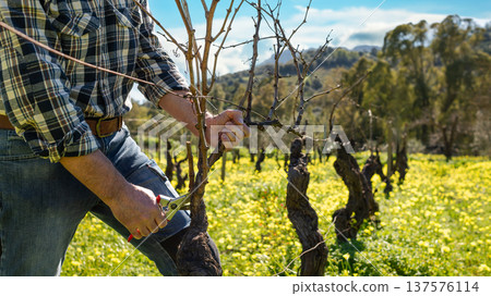 Farmer pruning the vine in winter. Agriculture. 137576114