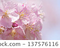 Kawazu cherry blossoms to announce the arrival of spring 137576116