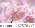 Kawazu cherry blossoms bathed in spring sunlight 137576117
