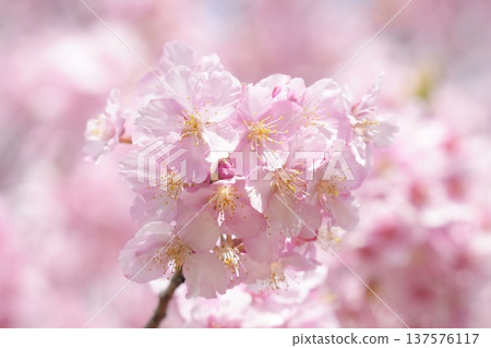Kawazu cherry blossoms bathed in spring sunlight 137576117