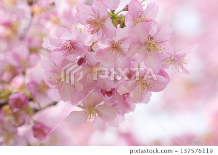 Kawazu cherry blossoms bathed in spring sunlight Kawazu cherry blossoms bathed in spring sunlight 137576119