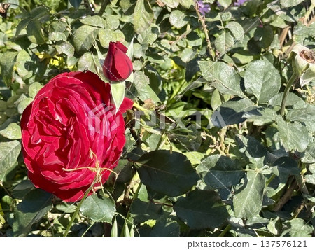 A close-up shot of a rose growing in a garden. Flowers blooming in spring. 137576121
