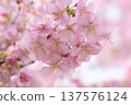 Kawazu cherry blossoms bathed in spring sunlight 137576124