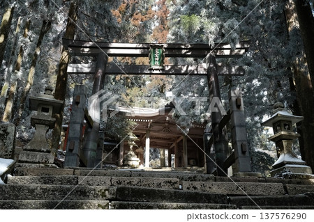 雪白的石階和鳥居之外,一座冬日神社巍然屹立。 雪白的石階和鳥居之外,一座冬日神社巍然屹立。 137576290