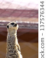 Meerkat looking up at the sky 137576344