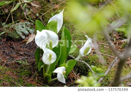 A mossy forest landscape with skunk cabbage blooming in a spring marsh 137576399