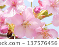 Cherry blossoms in full bloom shining in the blue sky 137576456