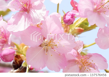Cherry blossoms in full bloom shining in the blue sky 137576456