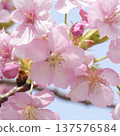 Cherry blossoms in full bloom shining in the blue sky 137576584