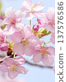 Cherry blossoms in full bloom shining in the blue sky 137576586