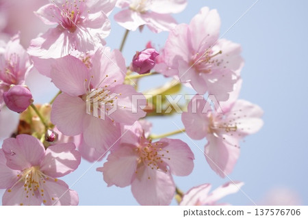 Cherry blossoms in full bloom shining in the blue sky 137576706