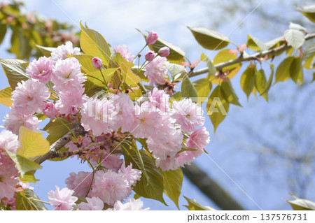 Japanese flowering cherry Kanzan 137576731