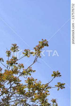 Tree of heaven Tree of heaven 137576732