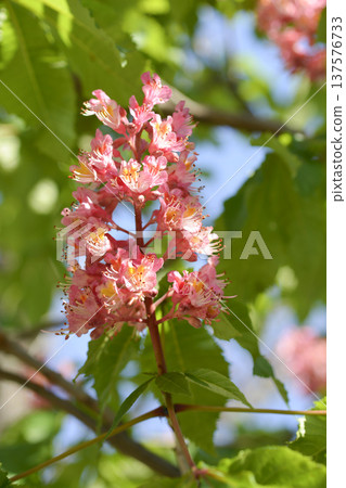 Red horse chestnut Red horse chestnut 137576733