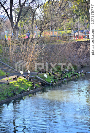 Aichi Prefecture: Nagoya City, Horikawa River, Birds gather to hunt for fish 137576777