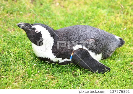 Cute cape penguin Cute cape penguin 137576891