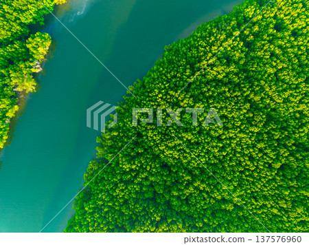 Amazing abundant mangrove forest, Aerial view of forest trees Rainforest ecosystem and healthy environment background, Texture of green trees forest top down, High angle view Amazing abundant mangrove forest, Aerial view of forest trees Rainforest ecosystem and healthy environment background, Texture of green trees forest top down, High angle view 137576960