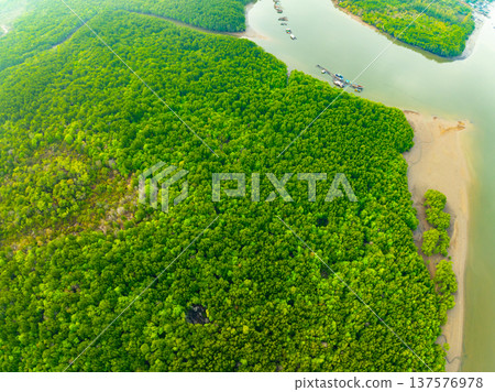 Amazing abundant mangrove forest, Aerial view of forest trees Rainforest ecosystem and healthy environment background, Texture of green trees forest top down, High angle view Amazing abundant mangrove forest, Aerial view of forest trees Rainforest ecosystem and healthy environment background, Texture of green trees forest top down, High angle view 137576978
