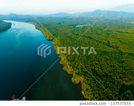 Amazing abundant mangrove forest, Aerial view of forest trees Rainforest ecosystem and healthy environment background, Texture of green trees forest top down, High angle view Amazing abundant mangrove forest, Aerial view of forest trees Rainforest ecosystem and healthy environment background, Texture of green trees forest top down, High angle view 137577035