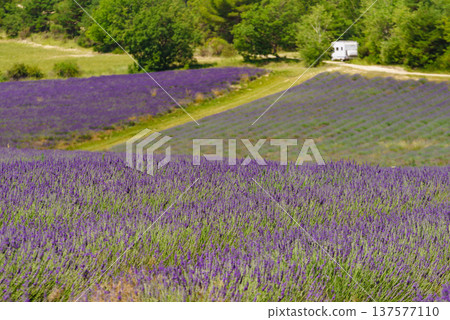 Lavender field and caravan camping in distance, Provence France Lavender field and caravan camping in distance, Provence France 137577110