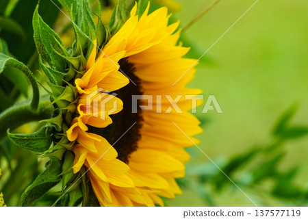 Close up on sunflower Close up on sunflower 137577119