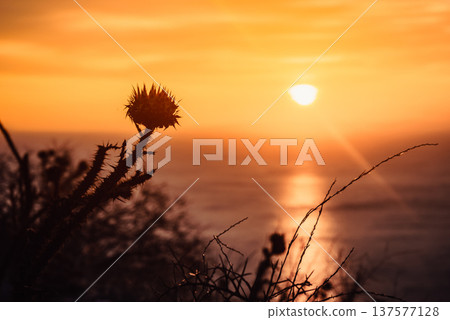 Sunset or sunrise over sea surface Sunset or sunrise over sea surface 137577128