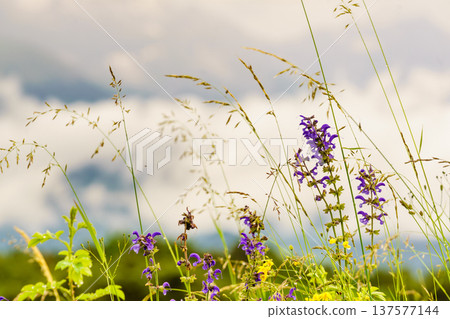 Summer meadow and mountains on horizon. Alps in France. Summer meadow and mountains on horizon. Alps in France. 137577144