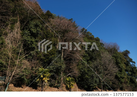 A mountain slope where winter-dead trees and evergreen trees mix together 137577153