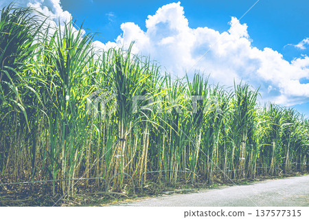 甘蔗領域在夏天 甘蔗領域在夏天 137577315