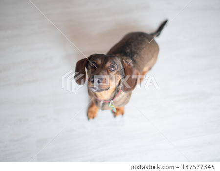Small brown dog with floppy ears and bright eyes, looking up curiously at the camera, showcasing a playful and friendly demeanor in a bright indoor setting Small brown dog with floppy ears and bright eyes, looking up curiously at the camera, showcasing a playful and friendly demeanor in a bright indoor setting 137577345